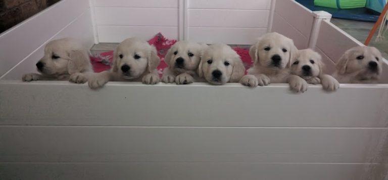 CutePuppyLitter