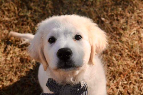 GoldenRetrieverPuppyCute